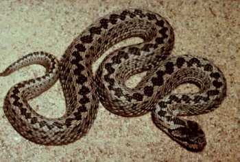 Venomous Snakes and Lizards